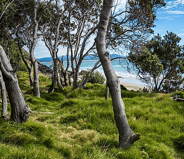 picture of Coastal vegetation at Byron Bay, 2016