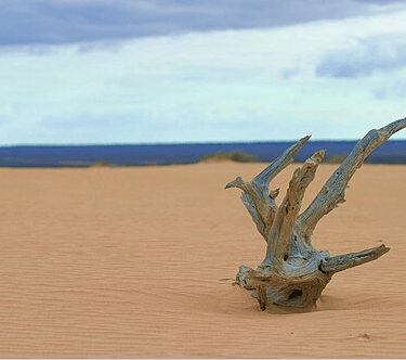 Picture of A lone piece of wood atop a sand dune in Mungo National Park, June 2005