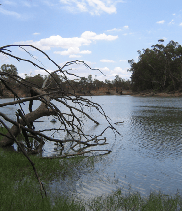 The confluence of Murray River and Murrumbidgee River near the town of Boundary Bend  Scott Davis