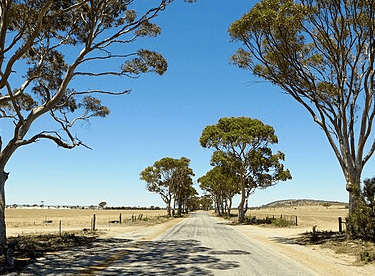 Tree lined BencubbinโKellerberrin Road with sandy feilds