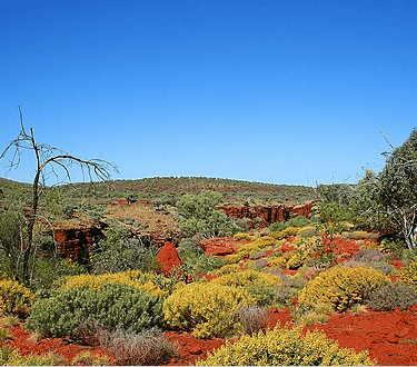 The vibrant colour bushes and trees of the red soil outback in Karijini National Park