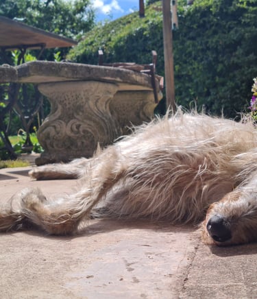 a rescue lurcher laying on the ground in front of a potted plant