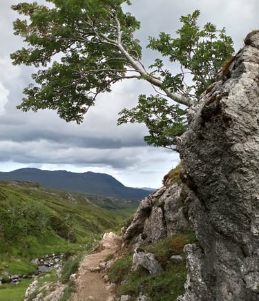 Wild landscape