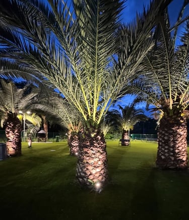 Illuminated palm trees on a lush green lawn at night with outdoor garden lighting.