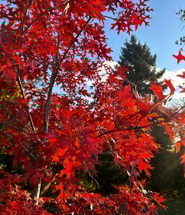 Northern Pin Oak fall color