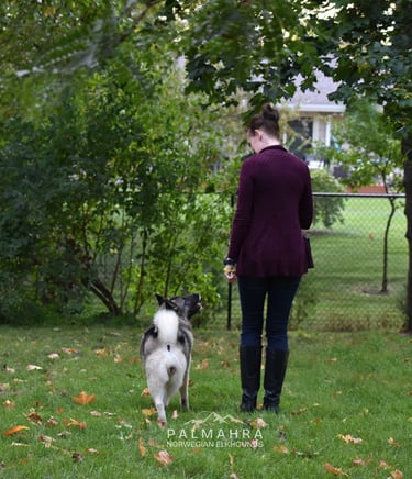 Trainer with Norwegian Elkhound