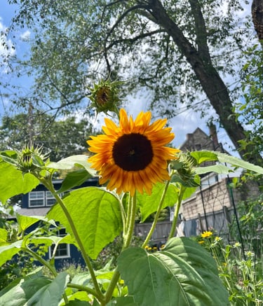 Sunflower standing tall
