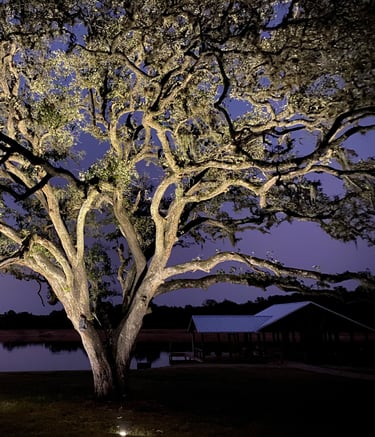 well lights installed at base of large tree to up light the branches