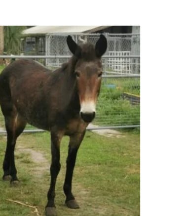 a mule with a white nose