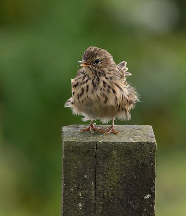 Meadow Pipit, Islay, Scotland