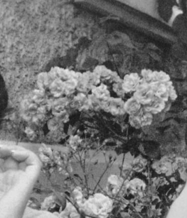 Images Vers Corps photo collège ado fleurs transmission atelier