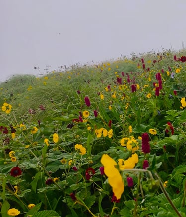 Meadow of yellow and red wildflowers on a misty grassy hillside