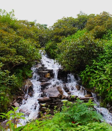Small cascading waterfall surrounded by dense green foliage in a mountain setting