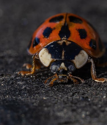 Harlequin Ladybird