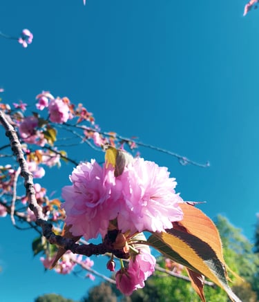 ripresa in primo piano di piccoli fiori sakura giapponesi rosa appesi su ramo di albero in primavera