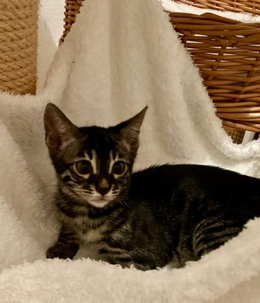 Chaton Bengal silver charcoal tabby – future femelle reproductrice de l’élevage Cocoro