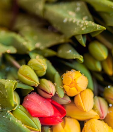 distribuidoras de flores en colombia