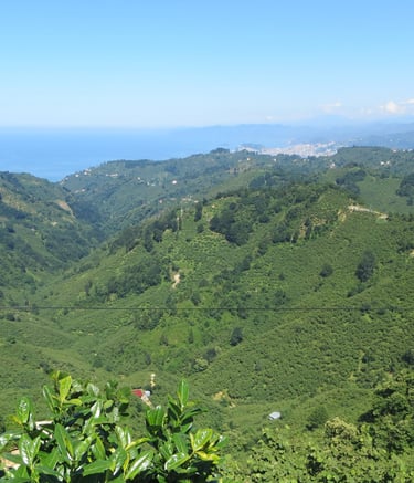 Hills around Bulancak