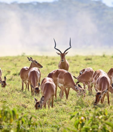 Impalas at Lake Nakuru National Park, Kenya