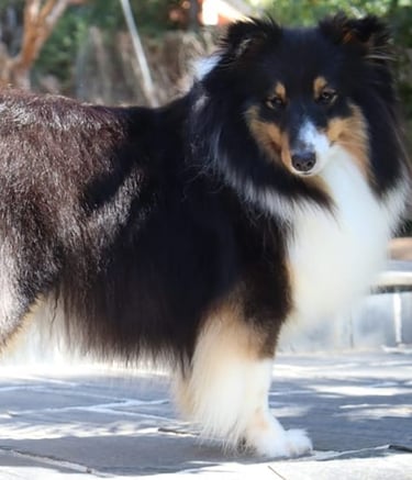 Planes de camada de pastor de las islas de shetland, Shetland Sheepdog