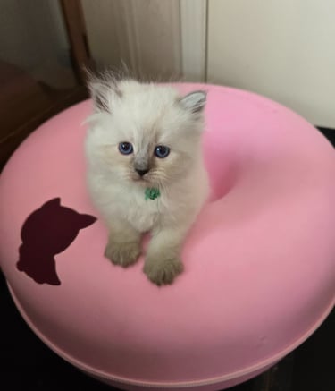 Texas Siberian kitten