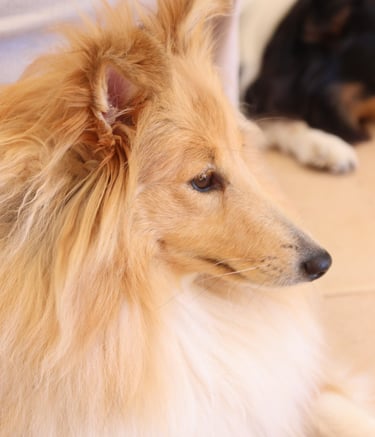 Planes de camada de pastor de las islas de shetland, Shetland Sheepdog