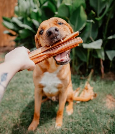 /dog-treats/bully-stick