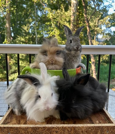 Click to learn how your donation benefits rabbits