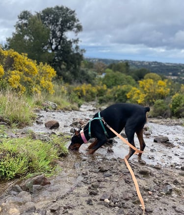 Harnais artisanal ClipsOPoil