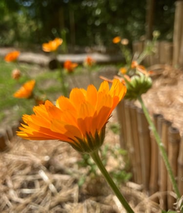 Gestiona tu salud de forma natural y armoniosa, Holistic Therapy