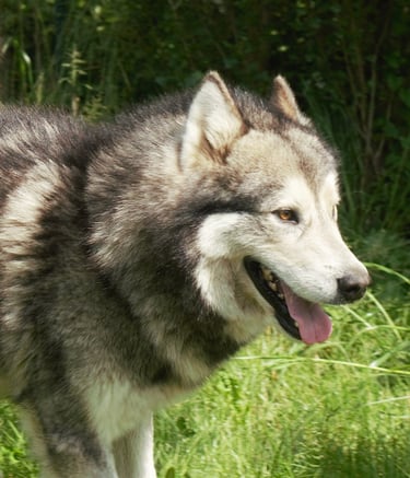 alaskan malamute stallone grigio lupo