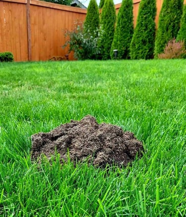 Unsightly mole mound in a beautifully landscaped lawn with lush green grass