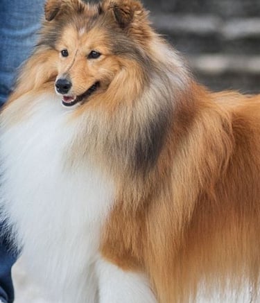 Planes de camada de pastor de las islas de shetland, Shetland Sheepdog