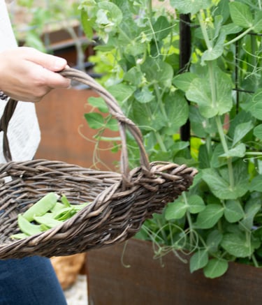 Julie Picchiotti Harvesting Sugar Snap Peas