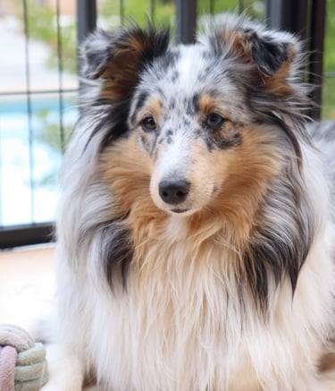 Planes de camada de pastor de las islas de shetland, Shetland Sheepdog
