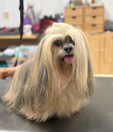 Lhassa Apso en toilettage standard concours