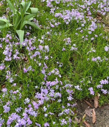Moss phlox loving life