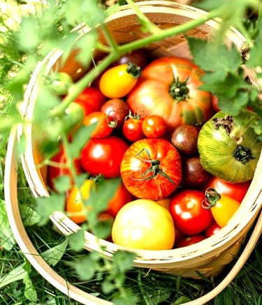 Tomatoes in a basket just picked from the garden - At Villa Eats we select the fines ingredients 