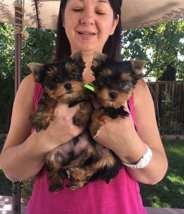 Cachorros yorkie macho y hembra  en adopción