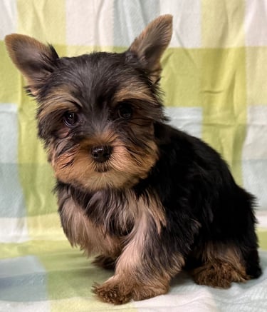 Macho • 12 semanas • Listo para irse a casa