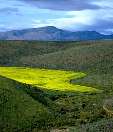Overberg landscape with canola fields