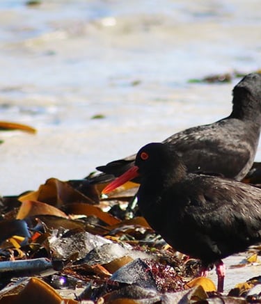 black oyster catcher birds on beach