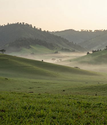 A wide-angle photography of a serene sunrise over the lush green highland pastures of Jalisco. The atmosphere is misty and peaceful, with a soft forest green and pale cream color palette. Minimalist and airy composition.