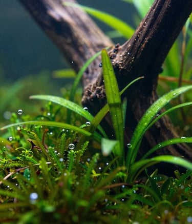 Close-up macro photography of a serene freshwater aquarium featuring lush green aquatic moss and driftwood. Tiny bubbles of oxygen cling to the plants. The color palette emphasizes #3A6C66 and #94B5A5 tones, creating a tranquil, high-end botanical atmosphere.