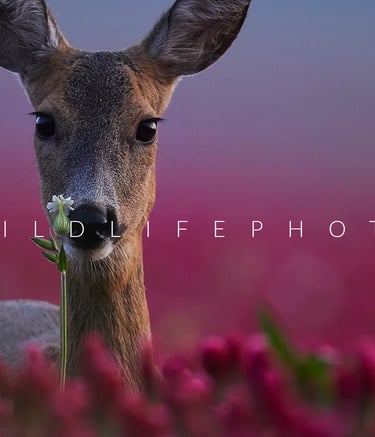 Wildlifephoto