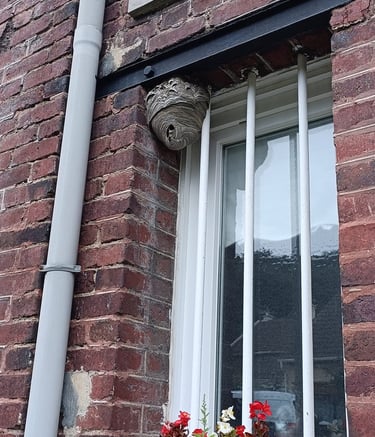 destruction nids frelon asiatique Le Havre 76