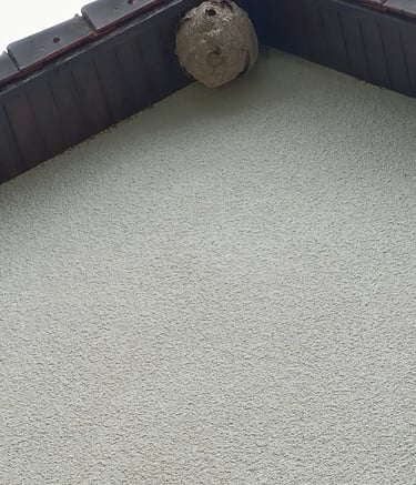 destruction nids frelon asiatique Le Havre 76