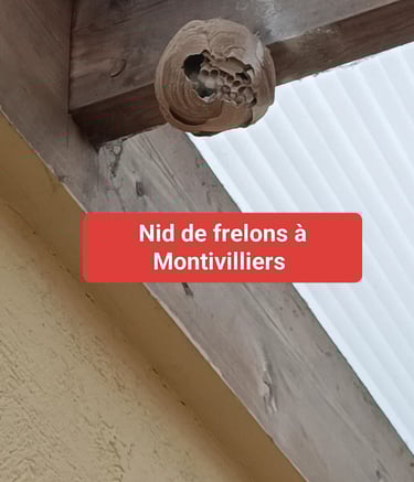 destruction nids frelon asiatique Le Havre 76
