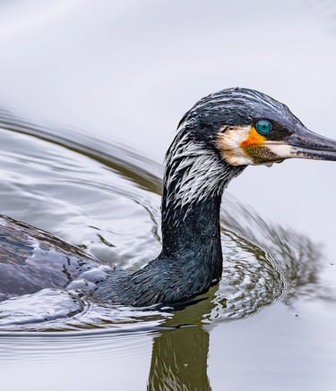 Cormorant, St James's Park, London