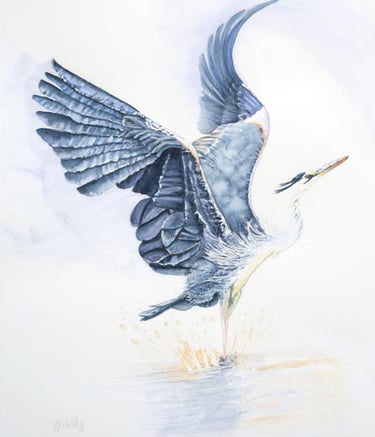 Making a Splash, Elegant Heron